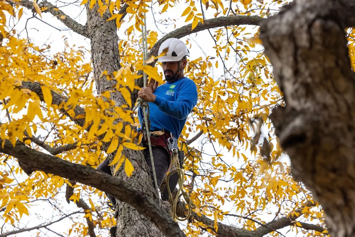 Skilled Tree Planing crew working in Cresco